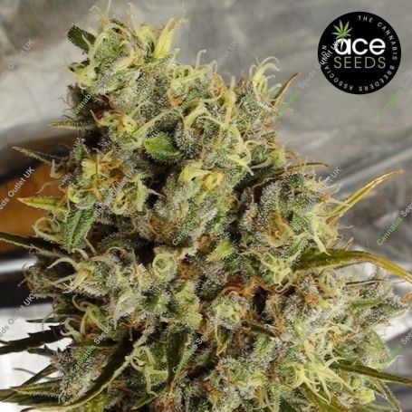 C5 Haze x Kali China Feminized Marijuana Strain by Ace Seeds For Sale Online at Cannabis Seeds Outlet