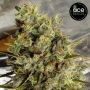 C5 Haze x Kali China Feminized Marijuana Strain by Ace Seeds For Sale Online at Cannabis Seeds Outlet
