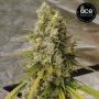 C5 Haze x Kali China Feminized Marijuana Seeds by Ace Seeds Buy Online Cheap Discounted Feminised Female Cannabis Seeds Special 