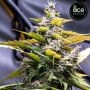 C5 Haze x Kali China Feminized by Ace Seeds THC Content Potency Strength CBD Height Yield Flowering Time Indica Sativa Genetics