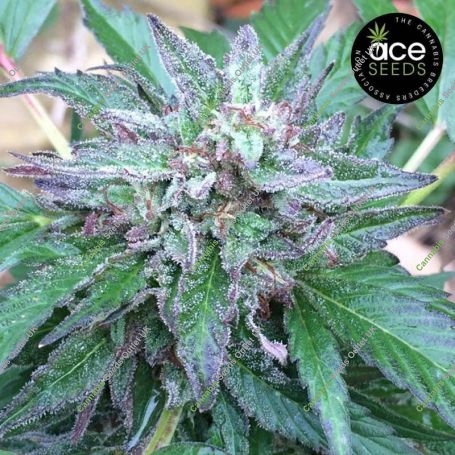 Early Bubba Feminized Marijuana Strain by Ace Seeds For Sale Online at Cannabis Seeds Outlet