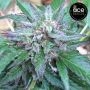 Early Bubba Feminized Marijuana Strain by Ace Seeds For Sale Online at Cannabis Seeds Outlet