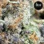 Early Bubba Feminized by Ace Seeds THC Content Potency Strength CBD Height Yield Flowering Time Indica Sativa Genetics