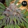 Early Bubba Feminized Marijuana Seeds by Ace Seeds Buy Online Cheap Discounted Feminised Female Cannabis Seeds Special Offers