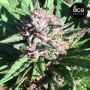Ace Seeds ErdPurt x PCK Smoke Buds Weed Ganja Skunk Dope Pot Images Pics Nuggets