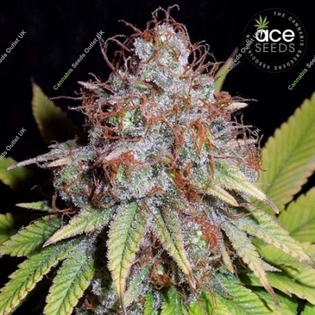 ErdPurt x PCK Feminized Marijuana Strain by Ace Seeds For Sale Online at Cannabis Seeds Outlet