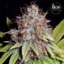 ErdPurt x PCK Feminized Marijuana Strain by Ace Seeds For Sale Online at Cannabis Seeds Outlet