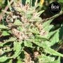 ErdPurt x PCK Feminized by Ace Seeds THC Content Potency Strength CBD Height Yield Flowering Time Indica Sativa Genetics