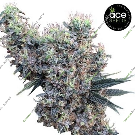 Golden Tiger x Panama Feminized Marijuana Strain by Ace Seeds For Sale Online at Cannabis Seeds Outlet