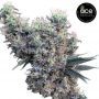 Golden Tiger x Panama Feminized Marijuana Strain by Ace Seeds For Sale Online at Cannabis Seeds Outlet