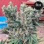 Ace Seeds Golden Tiger x Panama Smoke Buds Weed Ganja Skunk Dope Pot Images Pics Nuggets