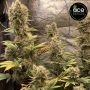 Golden Tiger x Panama Feminized by Ace Seeds THC Content Potency Strength CBD Height Yield Flowering Time Indica Sativa Genetics