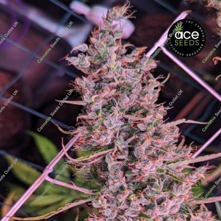 Golden Tiger 3rd Version Feminized Marijuana Strain by Ace Seeds For Sale Online at Cannabis Seeds Outlet