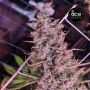 Golden Tiger 3rd Version Feminized Marijuana Strain by Ace Seeds For Sale Online at Cannabis Seeds Outlet