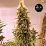 Ace Seeds Golden Tiger 3rd Version Smoke Buds Weed Ganja Skunk Dope Pot Images Pics Nuggets