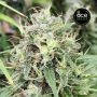Golden Tiger 3rd Version Feminized by Ace Seeds THC Content Potency Strength CBD Height Yield Flowering Time Indica Sativa Genet