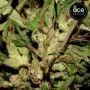 Ace Seeds Green Haze 19 A5 Smoke Buds Weed Ganja Skunk Dope Pot Images Pics Nuggets