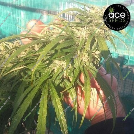 Green Haze 19 A5 Feminized Marijuana Strain by Ace Seeds For Sale Online at Cannabis Seeds Outlet