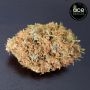 Green Haze 19 A5 Feminized by Ace Seeds THC Content Potency Strength CBD Height Yield Flowering Time Indica Sativa Genetics