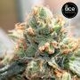 Ace Seeds HashTonic CBD Smoke Buds Weed Ganja Skunk Dope Pot Images Pics Nuggets