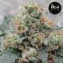 HashTonic CBD Feminized by Ace Seeds THC Content Potency Strength CBD Height Yield Flowering Time Indica Sativa Genetics