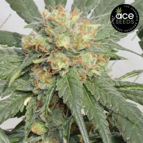 HashTonic CBD Feminized Marijuana Strain by Ace Seeds For Sale Online at Cannabis Seeds Outlet