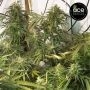 Mountain Gold Feminized by Ace Seeds THC Content Potency Strength CBD Height Yield Flowering Time Indica Sativa Genetics