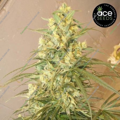 Mountain Gold Feminized Marijuana Strain by Ace Seeds For Sale Online at Cannabis Seeds Outlet
