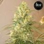 Mountain Gold Feminized Marijuana Strain by Ace Seeds For Sale Online at Cannabis Seeds Outlet