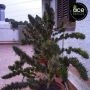 Ace Seeds Nepal Mist Smoke Buds Weed Ganja Skunk Dope Pot Images Pics Nuggets