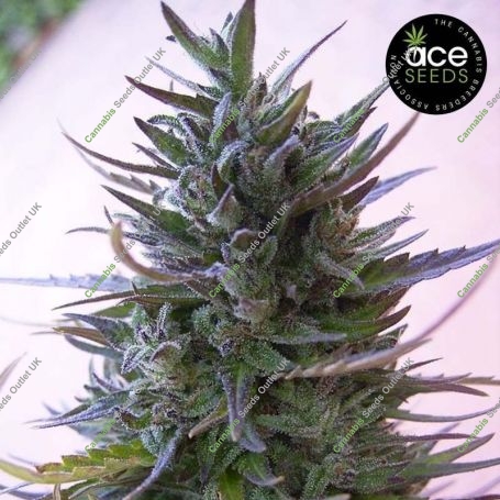 Nepal Mist Feminized Marijuana Strain by Ace Seeds For Sale Online at Cannabis Seeds Outlet