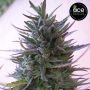 Nepal Mist Feminized Marijuana Strain by Ace Seeds For Sale Online at Cannabis Seeds Outlet