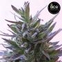 Nepal Mist Feminized by Ace Seeds THC Content Potency Strength CBD Height Yield Flowering Time Indica Sativa Genetics