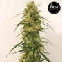 Ace Seeds Panama A5 Haze Smoke Buds Weed Ganja Skunk Dope Pot Images Pics Nuggets