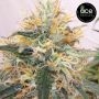 Panama A5 Haze Feminized by Ace Seeds THC Content Potency Strength CBD Height Yield Flowering Time Indica Sativa Genetics