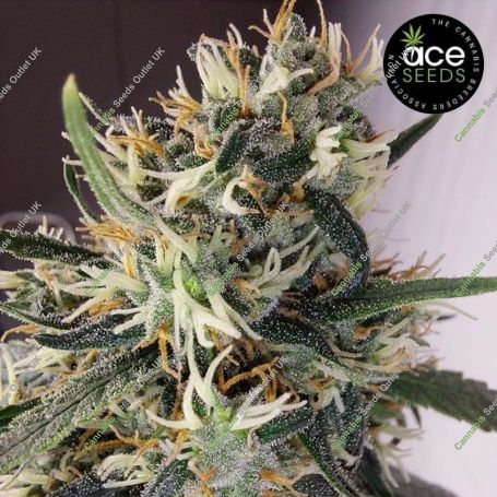 Panama A5 Haze Feminized Marijuana Strain by Ace Seeds For Sale Online at Cannabis Seeds Outlet
