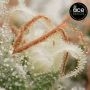 Ace Seeds Purple Pakistani Haze Smoke Buds Weed Ganja Skunk Dope Pot Images Pics Nuggets
