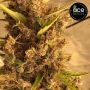 Purple Pakistani Haze Feminized by Ace Seeds THC Content Potency Strength CBD Height Yield Flowering Time Indica Sativa Genetics