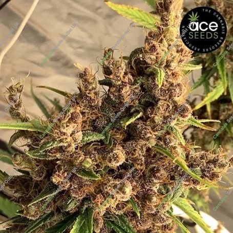 Purple Pakistani Haze Feminized Marijuana Strain by Ace Seeds For Sale Online at Cannabis Seeds Outlet