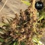 Purple Pakistani Haze Feminized Marijuana Strain by Ace Seeds For Sale Online at Cannabis Seeds Outlet