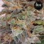 Ace Seeds Super Panama Haze Smoke Buds Weed Ganja Skunk Dope Pot Images Pics Nuggets