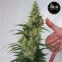 Super Panama Haze Feminized by Ace Seeds THC Content Potency Strength CBD Height Yield Flowering Time Indica Sativa Genetics