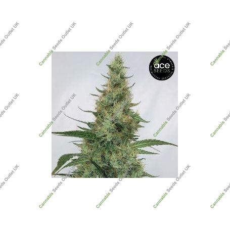Super Panama Haze Feminized Marijuana Strain by Ace Seeds For Sale Online at Cannabis Seeds Outlet
