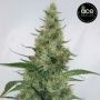 Super Panama Haze Feminized Marijuana Strain by Ace Seeds For Sale Online at Cannabis Seeds Outlet