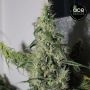 Ace Seeds Thai A5 Haze Smoke Buds Weed Ganja Skunk Dope Pot Images Pics Nuggets