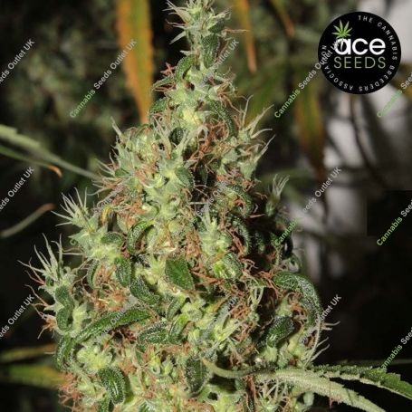 Thai A5 Haze Feminized Marijuana Strain by Ace Seeds For Sale Online at Cannabis Seeds Outlet