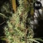 Thai A5 Haze Feminized Marijuana Strain by Ace Seeds For Sale Online at Cannabis Seeds Outlet