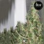 Thai A5 Haze Feminized by Ace Seeds THC Content Potency Strength CBD Height Yield Flowering Time Indica Sativa Genetics