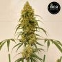 Ace Seeds Zenith Smoke Buds Weed Ganja Skunk Dope Pot Images Pics Nuggets