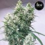 Zenith Feminized Marijuana Strain by Ace Seeds For Sale Online at Cannabis Seeds Outlet